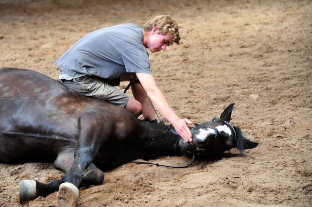 Noah und der 3jhrige De Niro Sohn aus der Schwalbendiva v. Totilas - Foto: Beate Langels - Trakehner Gestt Hmelschenburg