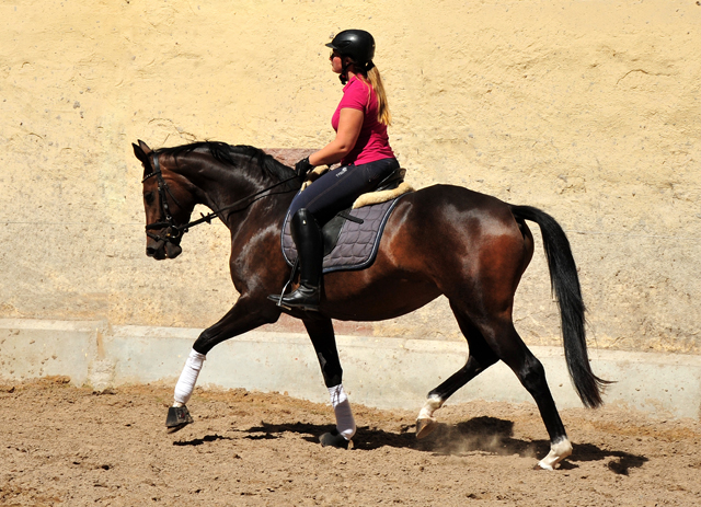 Gerade angeritten: Val d'Isere v. High Motion - Foto: Beate Langels - Trakehner Gestt Hmelschenburg