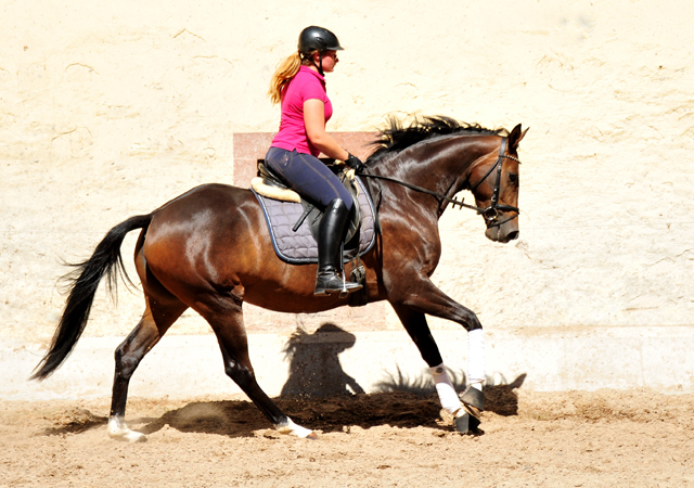 Gerade angeritten: Val d'Isere v. High Motion - Foto: Beate Langels - Trakehner Gestt Hmelschenburg