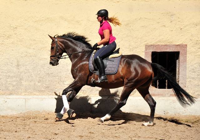 Gerade angeritten: Val d'Isere v. High Motion - Foto: Beate Langels - Trakehner Gestt Hmelschenburg