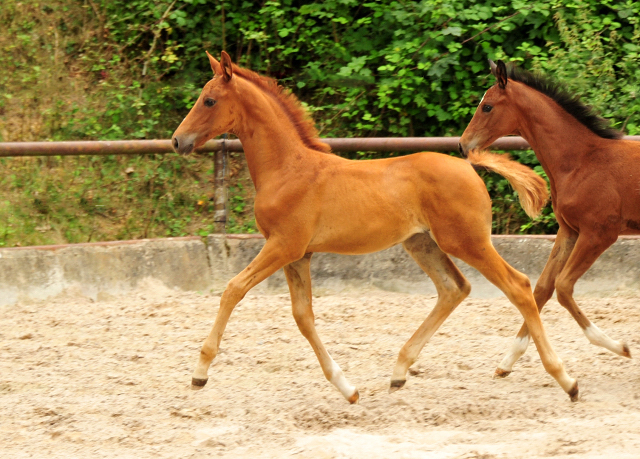 Klassic's Zauberei und Karidia - Foto: Beate Langels - Trakehner Gestt Hmelschenburg