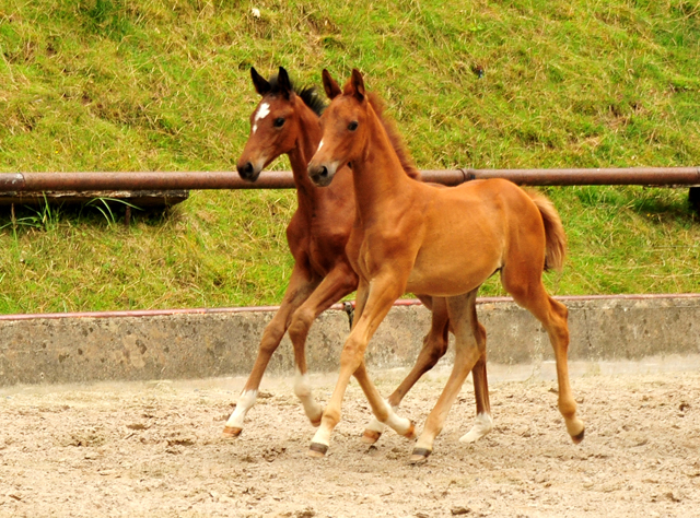 Klassic's Zauberei und Karidia - Foto: Beate Langels - Trakehner Gestt Hmelschenburg