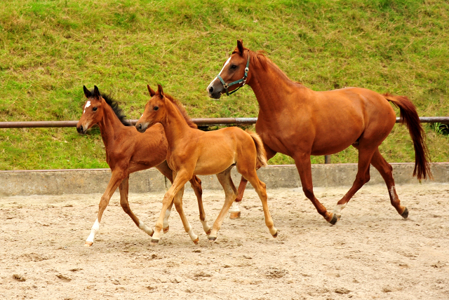 Klassic Motion mit Klassic's Zauberei und Karidia - Foto: Beate Langels - Trakehner Gestt Hmelschenburg