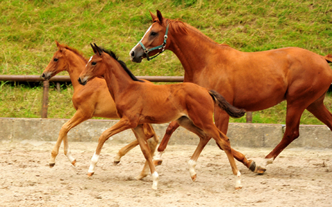 Impressionen vom August 2021 - Trakehner Gestt Hmelschenburg  - Foto: Beate Langels