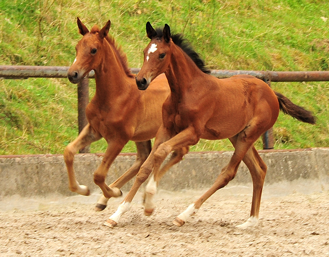 Klassic Motion mit Klassic's Zauberei und Karidia - Foto: Beate Langels - Trakehner Gestt Hmelschenburg