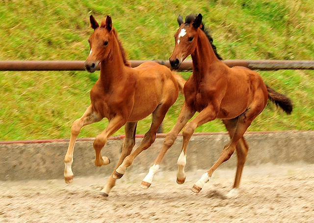 Klassic Motion mit Klassic's Zauberei und Karidia - Foto: Beate Langels - Trakehner Gestt Hmelschenburg