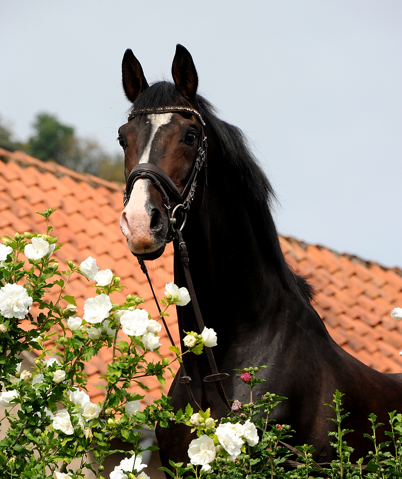 Shavalou im Sommer 2022 in H melschenburg  - Foto: Beate Langels - Trakehner Gest t H melschenburg