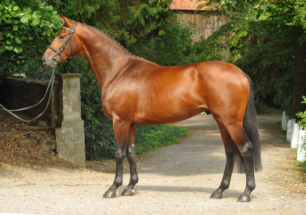 2year old Trakehner Colt by Exclusiv out of Schwalbenfee by Freudenfest - Foto: Beate Langels - Trakehner Gestt Hmelschenburg