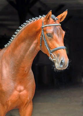 Trakehner Colt by Exclusiv out of Prmienanwrterin Schwalbenfee by Freudenfest