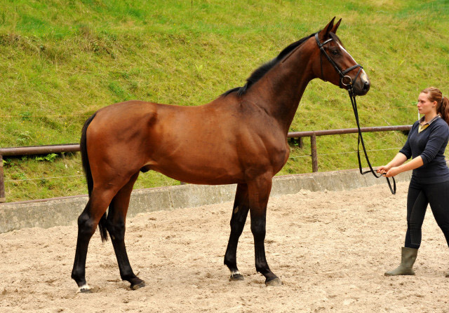 August 2013 - Karalino von Summertime u.d. Karalina v. Exclusiv - Foto: Beate Langels, Trakehner Gestt Hmelschenburg