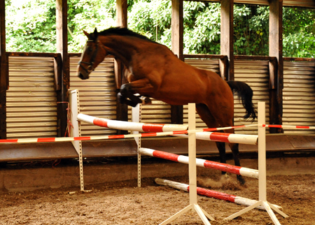 Karalino - 3jhriger Trakehner von Summertime u.d. Karalina v. Exclusiv, Foto: Beate Langels, Gestt Hmelschenburg