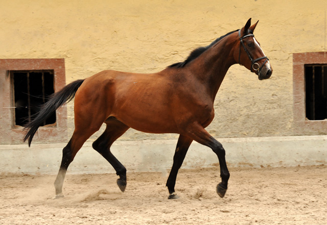 August 2013 - Karalino von Summertime u.d. Karalina v. Exclusiv - Foto: Beate Langels, Trakehner Gestt Hmelschenburg