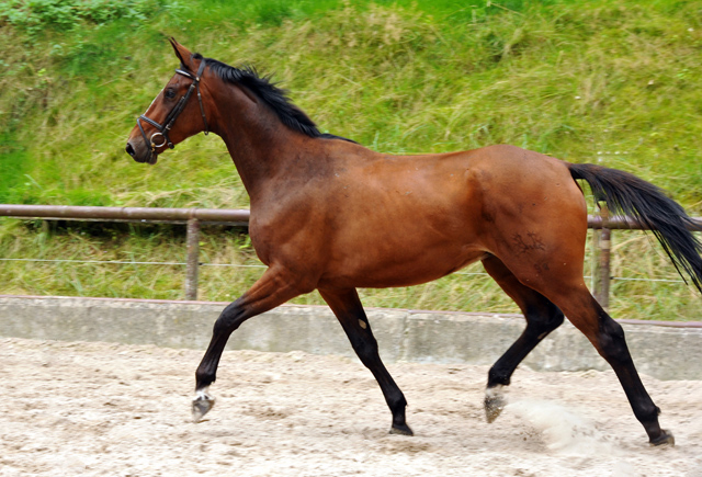 August 2013 - Karalino von Summertime u.d. Karalina v. Exclusiv - Foto: Beate Langels, Trakehner Gestt Hmelschenburg