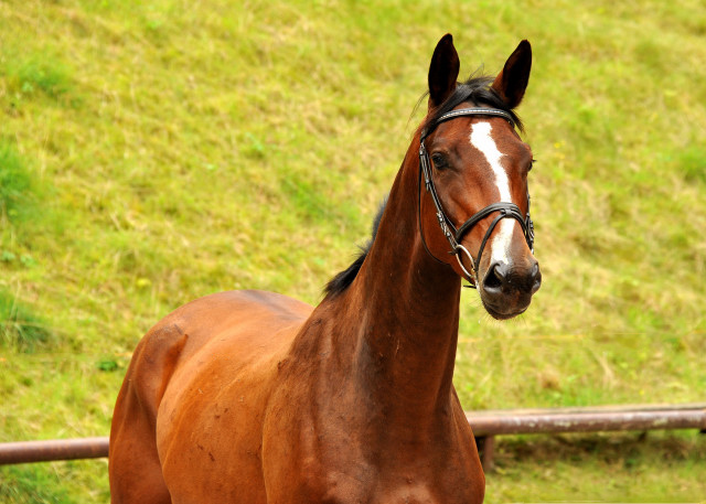 August 2013 - Karalino von Summertime u.d. Karalina v. Exclusiv - Foto: Beate Langels, Trakehner Gestt Hmelschenburg