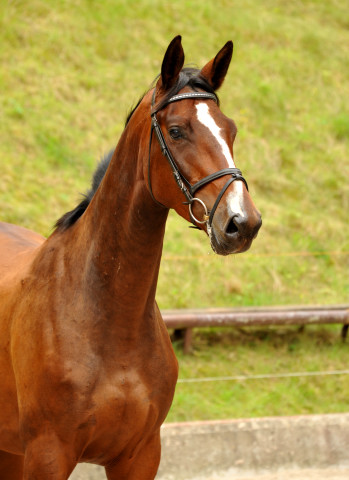 Karalino - 3jhriger Trakehner von Summertime u.d. Karalina v. Exclusiv, Foto: Beate Langels, Gestt Hmelschenburg