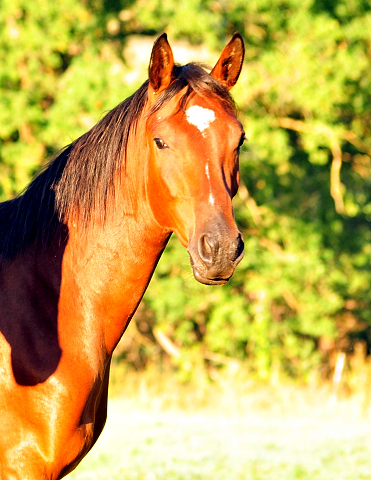 Zweijhriger von Oliver Twist  u.d. Klassic v. Freudenfest u.d. Kassuben v. Enrico Caruso