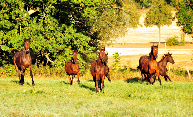 Gestt Hmelschenburg - 31. August 2016 - copyright by Beate Langels