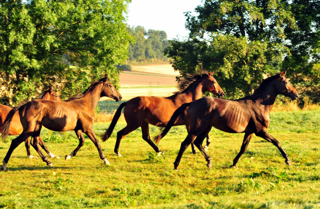 Gestt Hmelschenburg - 31. August 2016 - copyright by Beate Langels