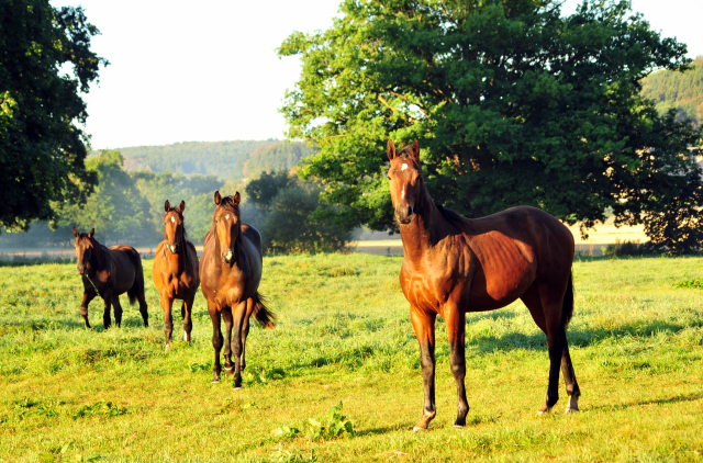 Gestt Hmelschenburg - 31. August 2016 - copyright by Beate Langels