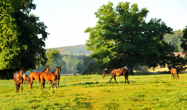 Gestt Hmelschenburg - 31. August 2016 - copyright by Beate Langels