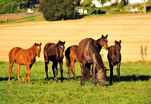 Gestt Hmelschenburg - 31. August 2016 - copyright by Beate Langels