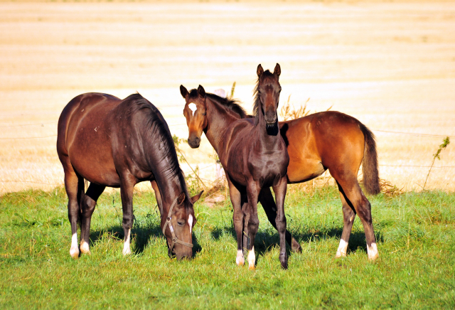 Gestt Hmelschenburg - 31. August 2016 - copyright by Beate Langels
