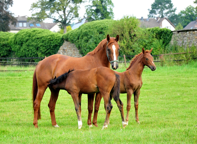 Klassic Motion mit Klassic's Zauberei und Karidia - Foto: Beate Langels - Trakehner Gestt Hmelschenburg