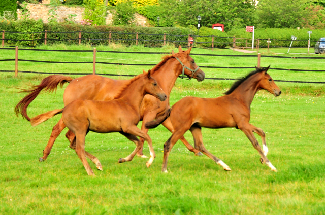 Klassic Motion mit Klassic's Zauberei und Karidia - Foto: Beate Langels - Trakehner Gestt Hmelschenburg