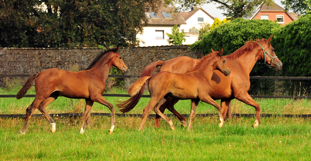 Klassic Motion mit Klassic's Zauberei und Karidia - Foto: Beate Langels - Trakehner Gestt Hmelschenburg