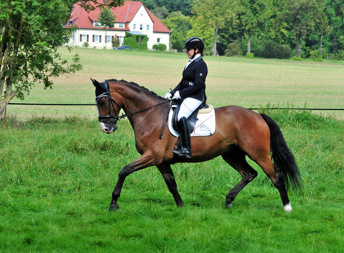 Tom Taylor v Zauberdeyk u.d. St.Pr.u.Pr.St. Tacyra v. Saint Cyr - Foto Beate Langels - Trakehner Gestt Hmelschenburg