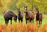 Oktober - Impressionen - Trakehner Gestt Hmelschenburg 2018 - Foto: Beate Langels