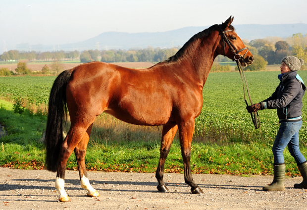 Kabriola v. Freudenfest - Foto: Beate Langels - 
Trakehner Gestt Hmelschenburg