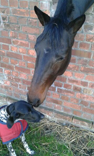 Oldenburger Hengst von Symont x Kostolany - Trakehner Gestt Hmelschenburg - Foto: Beate Langels