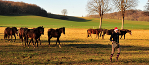 Impressionen vom Dezember 2020 - Trakehner Gestt Hmelschenburg 2020 - Foto: Beate Langels