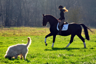 Impressionen vom Dezember 2020 - Trakehner Gestt Hmelschenburg 2020 - Foto: Beate Langels