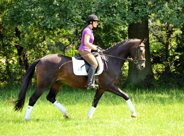 3j�hriger Hannoveraner Wallach v. Dancier x Natiello xx , Foto: Beate Langels