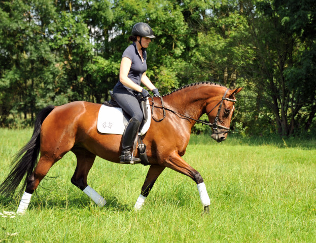 Oldenburger Stute BERESINA von Summertime u.d. Beloved v. Kostolany - Foto: Beate Langels - Trakehner Gestt Hmelschenburg