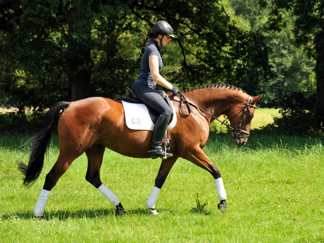 Oldenburger Stute BERESINA von Summertime u.d. Beloved v. Kostolany - Foto: Beate Langels - Trakehner Gestt Hmelschenburg