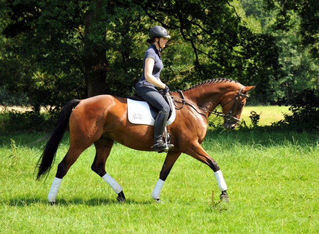 Oldenburger Stute BERESINA von Summertime u.d. Beloved v. Kostolany - Foto: Beate Langels - Trakehner Gestt Hmelschenburg