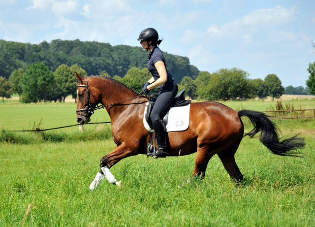 Oldenburger Stute BERESINA von Summertime u.d. Beloved v. Kostolany - Foto: Beate Langels - Trakehner Gestt Hmelschenburg