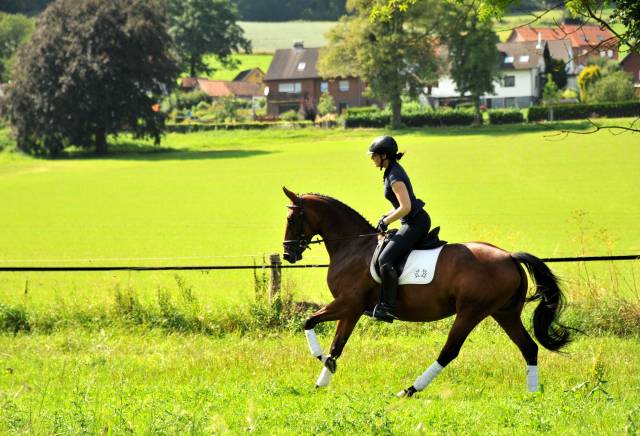 Oldenburger Stute BERESINA von Summertime u.d. Beloved v. Kostolany - Foto: Beate Langels - Trakehner Gestt Hmelschenburg