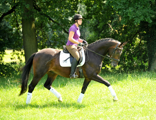 3jhriger Hannoveraner Wallach v. Dancier x Natiello xx , Foto: Beate Langels