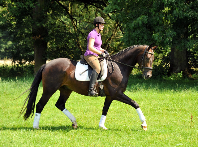 3j�hriger Hannoveraner Wallach v. Dancier x Natiello xx , Foto: Beate Langels