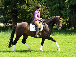 3j�hriger Hannoveraner Wallach v. Dancier x Natiello xx , Foto: Beate Langels