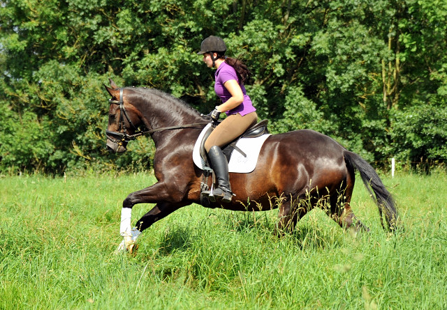 3jhriger Hannoveraner Wallach v. Dancier x Natiello xx , Foto: Beate Langels