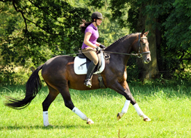 3j�hriger Hannoveraner Wallach v. Dancier x Natiello xx , Foto: Beate Langels