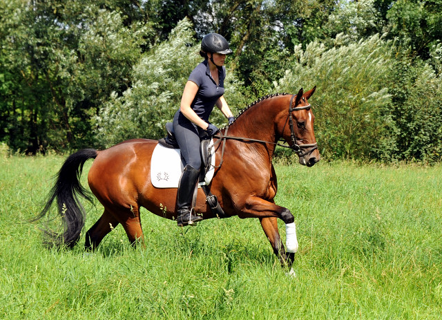 Oldenburger Stute BERESINA von Summertime u.d. Beloved v. Kostolany - Foto: Beate Langels - Trakehner Gestt Hmelschenburg