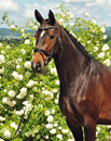 Impressionen vom Juni 2020 - Trakehner Gestt Hmelschenburg 2020 - Foto: Beate Langels