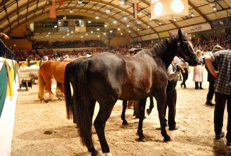 Wehlauer Pferdemarkt - Foto: Beate Langels, Trakehner Gestt Hmelschenburg