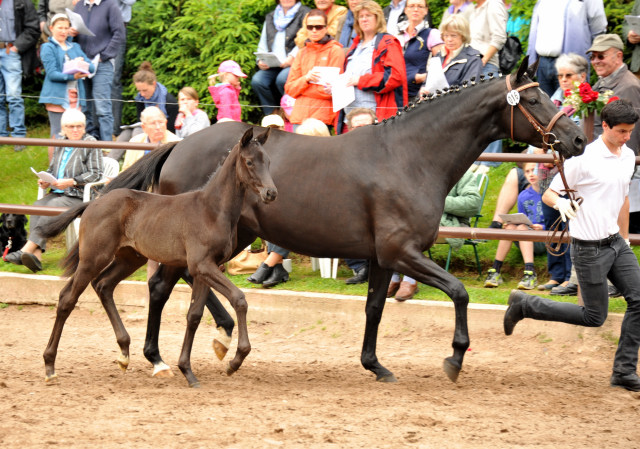 Trakehner Stutfohlen von Oliver Twist x Stresemann, Foto: Beate Langels